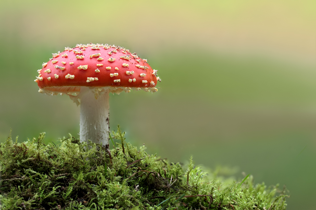 Fly Agaric 4